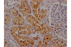 IHC image of ABIN7127653 diluted at 1:100 and staining in paraffin-embedded human kidney tissue performed on a Leica BondTM system. (Recombinant Osteopontin antibody)