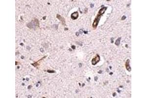 Immunohistochemistry of GALNT10 in human brain tissue with GALNT10 antibody at 2. (GALNT10 antibody  (C-Term))