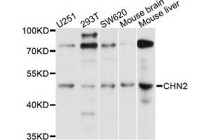 Western blot analysis of extracts of various cell lines, using CHN2 antibody (ABIN5996045) at 1/1000 dilution. (CHN2 antibody)