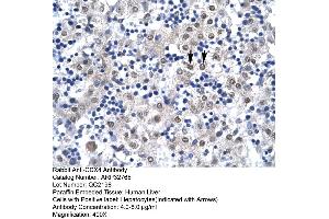 Human Liver (CDX4 antibody  (C-Term))