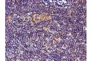 Image no. 2 for anti-Spermine Synthase, SMS (SMS) antibody (ABIN1501093) (SMS antibody)