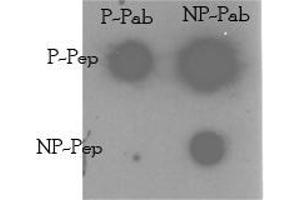 Image no. 1 for anti-TRAF2 and NCK Interacting Kinase (TNIK) (Ser764) antibody (ABIN360389) (TNIK antibody  (Ser764))