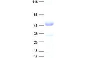 Validation with Western Blot (Paxillin Protein (PXN) (His tag))