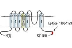 Representative domain view of the target of ABIN7885317.