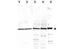 Western Blotting (WB) image for Loading Control antibody sampler Kit (ABIN1044851)