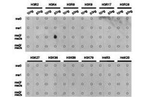 Dot-blot analysis of all sorts of methylation peptides using H3K4me3 antibody. (Histone 3 antibody  (H3K4me2))