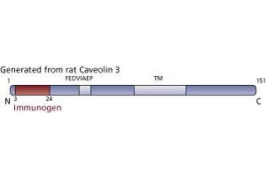 Image no. 3 for anti-Caveolin 3 (CAV3) (AA 3-24) antibody (ABIN967960) (Caveolin 3 antibody  (AA 3-24))