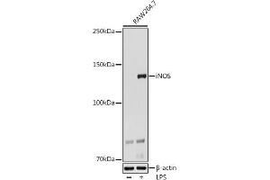 Western blot analysis of extracts of R. (NOS2 antibody)