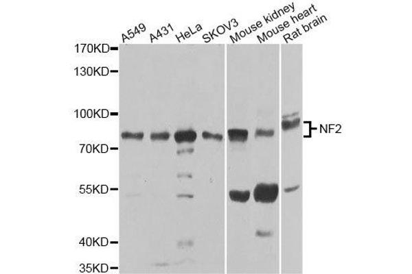 Merlin anticorps  (AA 477-576)