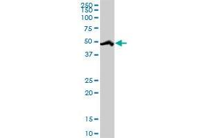 RBM39 MaxPab rabbit polyclonal antibody. (RBM39 antibody  (AA 1-524))