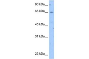 Western Blotting (WB) image for anti-Occludin (OCLN) antibody (ABIN2462645) (Occludin antibody)
