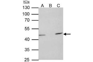 IP Image TUFM antibody [N3C3] immunoprecipitates TUFM protein in IP experiments. (TUFM antibody)