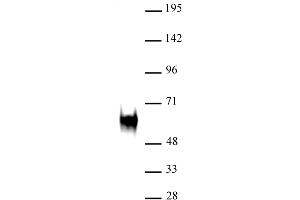 c-Fos (pAb) tested by Western blot. (c-FOS antibody)