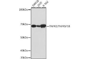 Western blot analysis of extracts of various cell lines, using TNFR2/TNFRSF1B antibody (ABIN7271070) at 1:1000 dilution. (TNFRSF1B antibody)