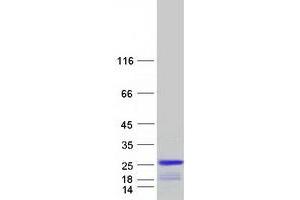 Validation with Western Blot (PTP4A1 Protein (Myc-DYKDDDDK Tag))