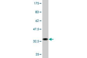 SLC7A8 antibody  (AA 467-535)