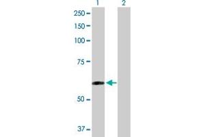 Western Blot analysis of TAPBPL expression in transfected 293T cell line by TAPBPL MaxPab polyclonal antibody. (TAPBPL antibody  (AA 1-468))
