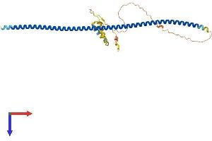AlphaFold protein structure predicition of Mouse Recombinant Krt222 Protein, UniprotID Q8CCX5 (KRT222 Protein (AA 1-294) (His tag))