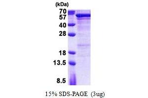SDS-PAGE (SDS) image for Semenogelin I (SEMG1) (AA 24-462) protein (His tag) (ABIN5853026)