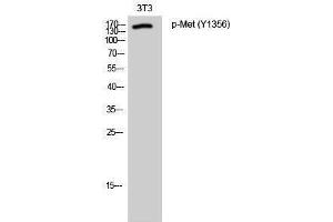Western Blotting (WB) image for anti-Met Proto-Oncogene (MET) (pTyr1356) antibody (ABIN3182207) (c-MET antibody  (pTyr1356))
