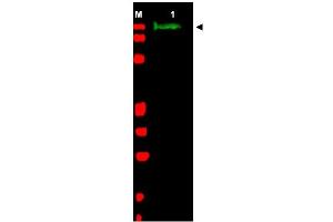 Image no. 1 for anti-Slit Homolog 2 (Drosophila) (SLIT2) (AA 484-500) antibody (ABIN401286) (SLIT2 antibody  (AA 484-500))