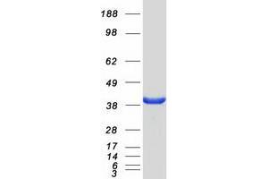 Validation with Western Blot (NDRG4 Protein (Transcript Variant 1) (Myc-DYKDDDDK Tag))