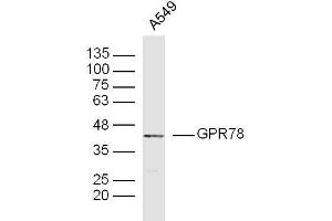 A549 lysates probed with GPR78 Polyclonal Antibody, Unconjugated  at 1:300 dilution and 4˚C overnight incubation. (GPR78 antibody  (AA 201-300))