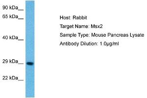 Host: Mouse Target Name: MSX2 Sample Tissue: Mouse Pancreas Antibody Dilution: 1ug/ml (Msx2/Hox8 antibody  (N-Term))