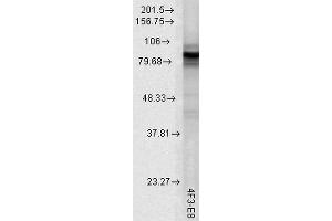 Western Blot analysis of Rat tissue lysate showing detection of Hsp90 protein using Mouse Anti-Hsp90 Monoclonal Antibody, Clone 4F3.