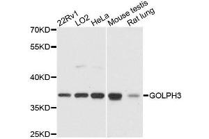 Western blot analysis of extracts of various cell lines, using GOLPH3 antibody. (GOLPH3 antibody  (AA 1-298))