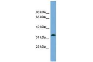 Image no. 1 for anti-Interferon-Induced Protein 35 (IFI35) (N-Term) antibody (ABIN6743410) (IFI35 antibody  (N-Term))