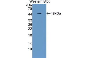 Western blot analysis of the recombinant protein. (PAFAH2 antibody  (AA 1-392))