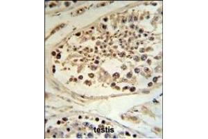 DEK Antibody (C-term) (ABIN653133 and ABIN2842710) IHC analysis in formalin fixed and paraffin embedded human testis tissue followed by peroxidase conjugation of the secondary antibody and DAB staining. (DEK antibody  (C-Term))