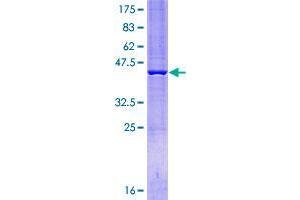 Zinc Finger Protein 607 (ZNF607) (AA 1-156) protein (GST tag)