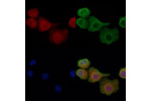 ABIN6257902 and ABIN6274337 staining Hela cells by IF/ICC. (IB2 antibody  (Internal Region))