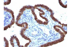 Formalin-fixed, paraffin-embedded human Fallopian Tube stained with ASRGL1 Mouse Monoclonal Antibody (CRASH/1289).