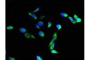 Immunofluorescence (IF) image for anti-Integrin alpha M (ITGAM) (AA 46-150) antibody (ABIN6059572) (CD11b antibody  (AA 46-150))