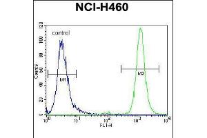 Flow cytometric analysis of NCI-H460 cells (right histogram) compared to a negative control cell (left histogram). (RASSF8 antibody  (N-Term))