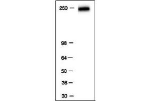 RNA pol II antibody tested by Western blot. (POLR2F antibody)