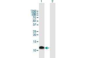 Western Blot analysis of MT1A expression in transfected 293T cell line by MT1A MaxPab polyclonal antibody. (MT1A antibody  (AA 1-61))