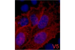 Immunofluorescence staining of 293 cells transfected with a V5-tag protein using antibody (Red) and DAPI (Blue).