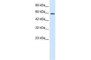 Western Blotting (WB) image for anti-T-Box 4 (TBX4) antibody (ABIN2460795) (TBX4 antibody)