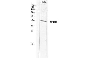Western Blot (WB) analysis of HeLa lysis using NODAL antibody. (Nodal antibody)