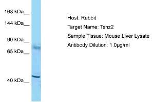 Host: Rabbit Target Name: Tshz2 Sample Type: Mouse Liver lysates Antibody Dilution: 1.