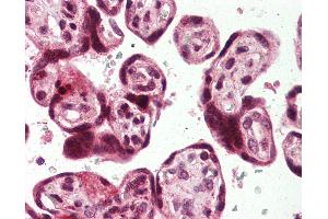 Anti-USP2 antibody IHC of human placenta. (USP2 antibody  (C-Term))