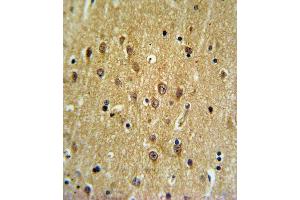 EHD3 Antibody (N-term) (ABIN652345 and ABIN2841577) IHC analysis in formalin fixed and paraffin embedded brain tissue followed by peroxidase conjugation of the secondary antibody and DAB staining. (EHD3 antibody  (N-Term))