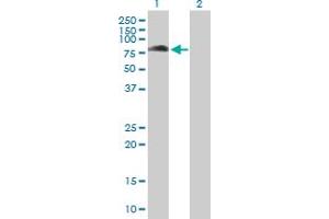 Western Blot analysis of KBTBD7 expression in transfected 293T cell line by KBTBD7 MaxPab polyclonal antibody. (KBTBD7 antibody  (AA 1-684))