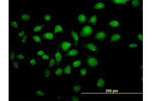 Immunofluorescence (IF) image for anti-Transcription Factor AP-4 (Activating Enhancer Binding Protein 4) (TFAP4) (AA 93-192) antibody (ABIN520838)