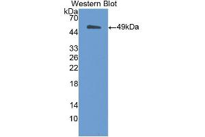 Western blot analysis of the recombinant protein. (MSE antibody  (AA 3-434))