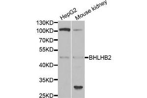 Western blot analysis of extracts of various cell lines, using BHLHE40 antibody (ABIN5973918) at 1/1000 dilution. (BHLHE40 antibody)